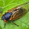 Cicadas to Stage Massive Invasion in Coming Weeks