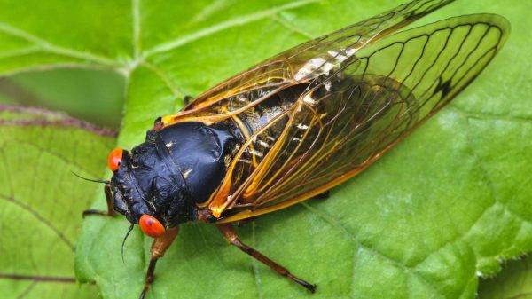 Cicadas to Stage Massive Invasion in Coming Weeks