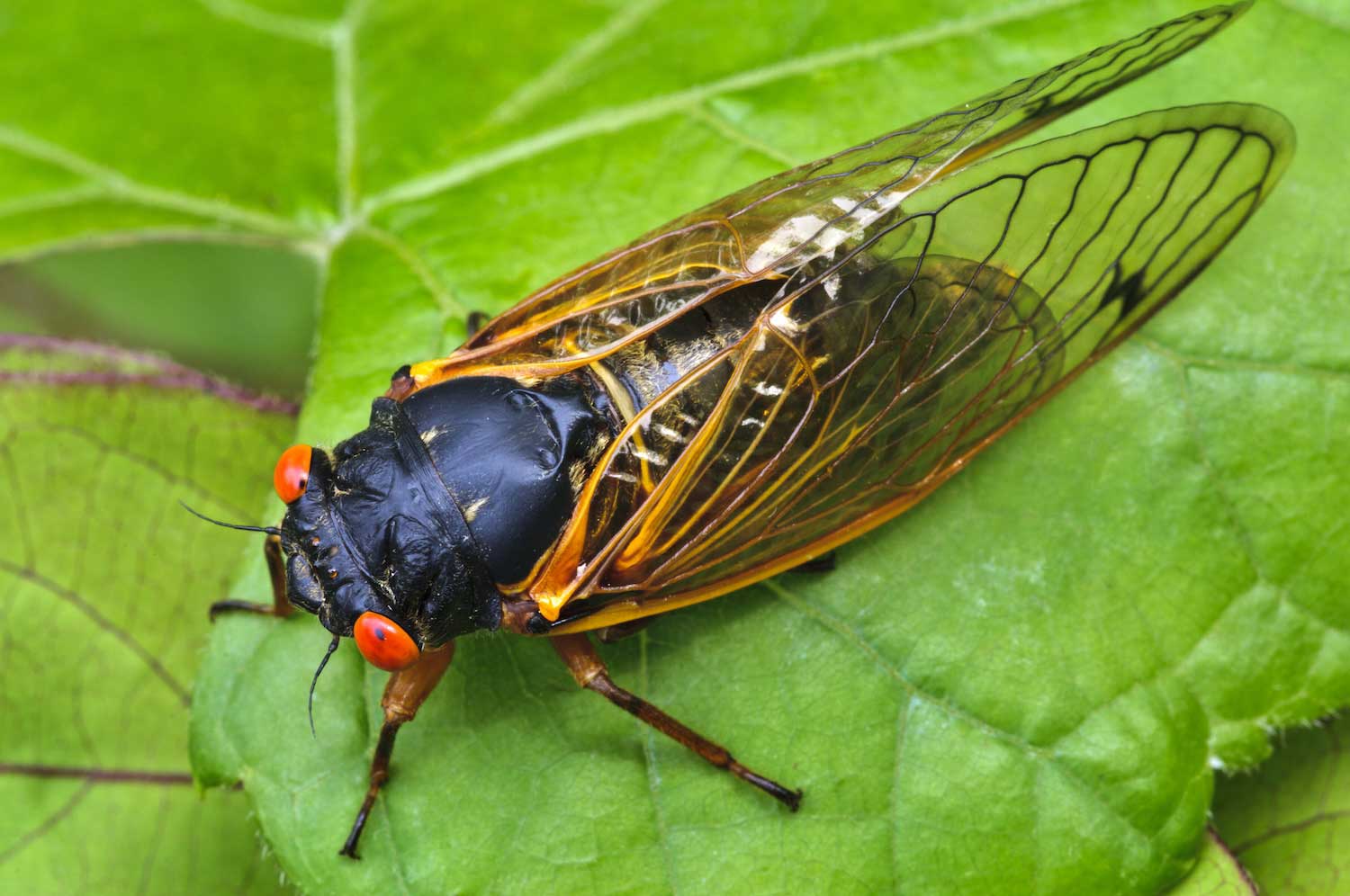 Cicadas to Stage Massive Invasion in Coming Weeks