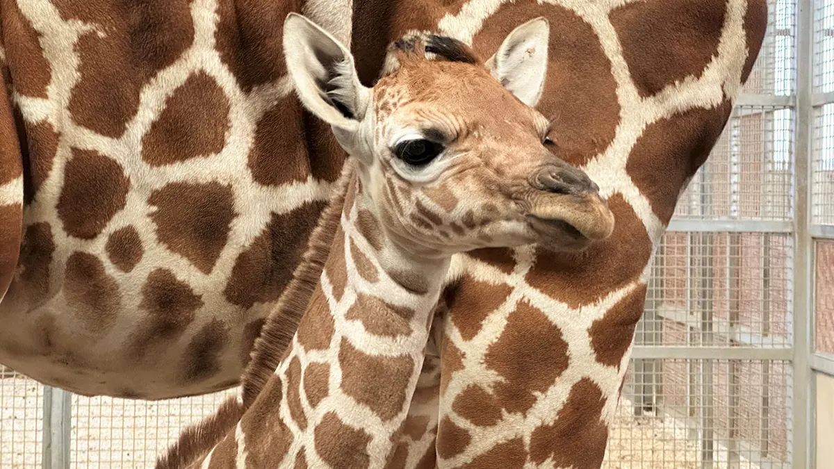 Dallas Zoo Mourns as Beloved Giraffe Euthanized After Fall