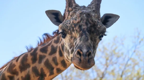 Dallas Zoo Mourns as Beloved Giraffe Euthanized After Fall