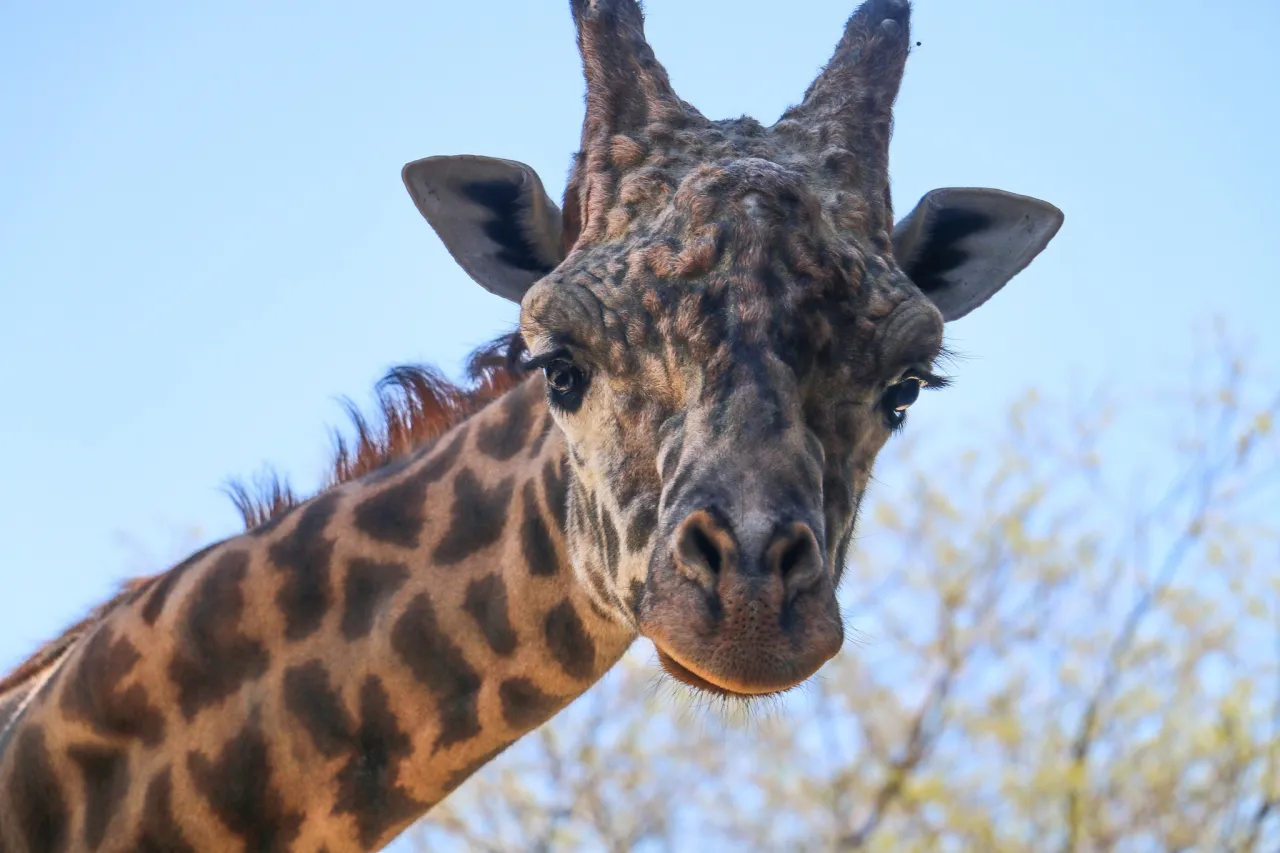 Dallas Zoo Mourns as Beloved Giraffe Euthanized After Fall