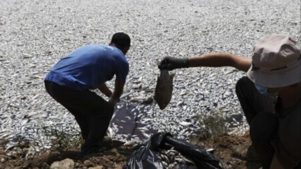 Extreme Weather Triggers Catastrophic Fish Die-Off in Volos, Crippling Local Businesses