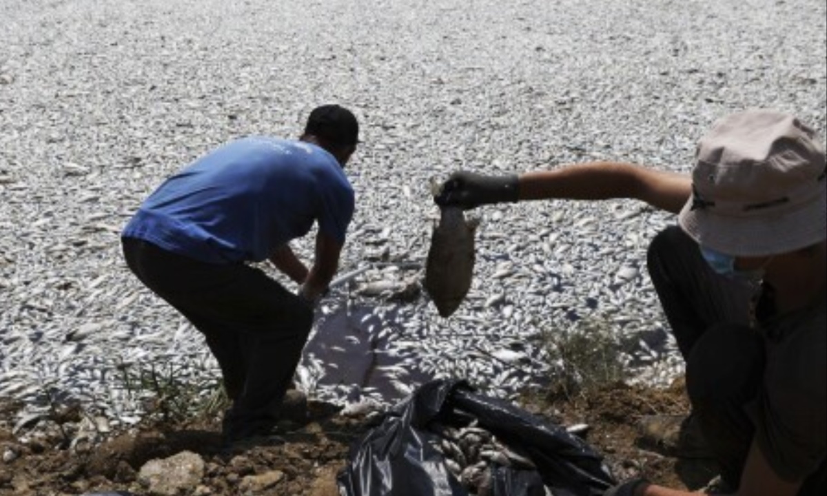 Extreme Weather Triggers Catastrophic Fish Die-Off in Volos, Crippling Local Businesses