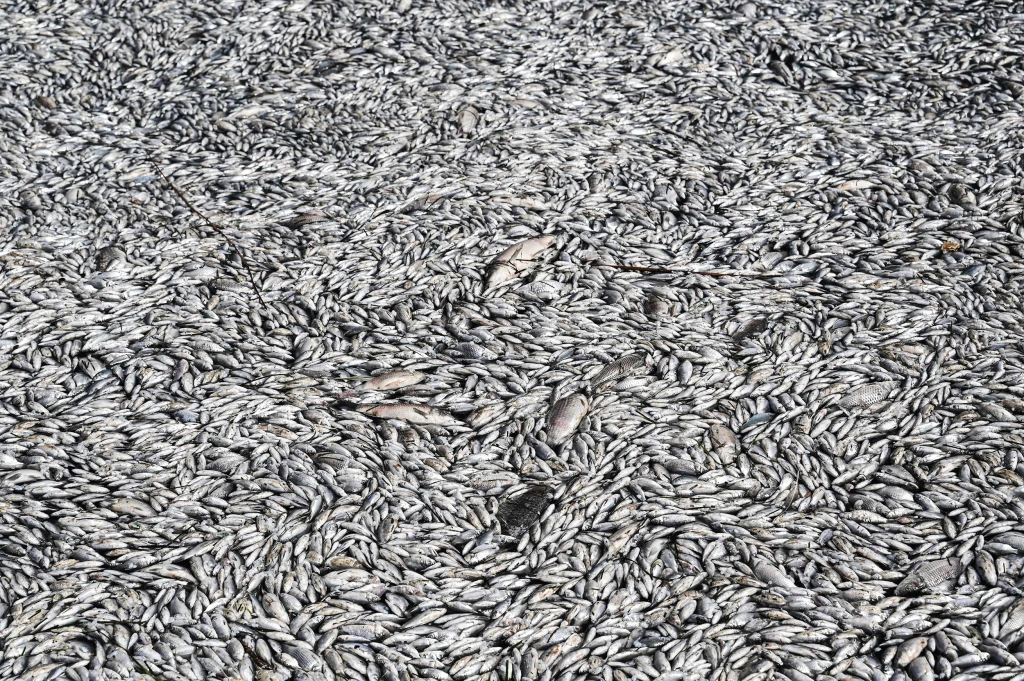 Extreme Weather Triggers Catastrophic Fish Die-Off in Volos, Crippling Local Businesses