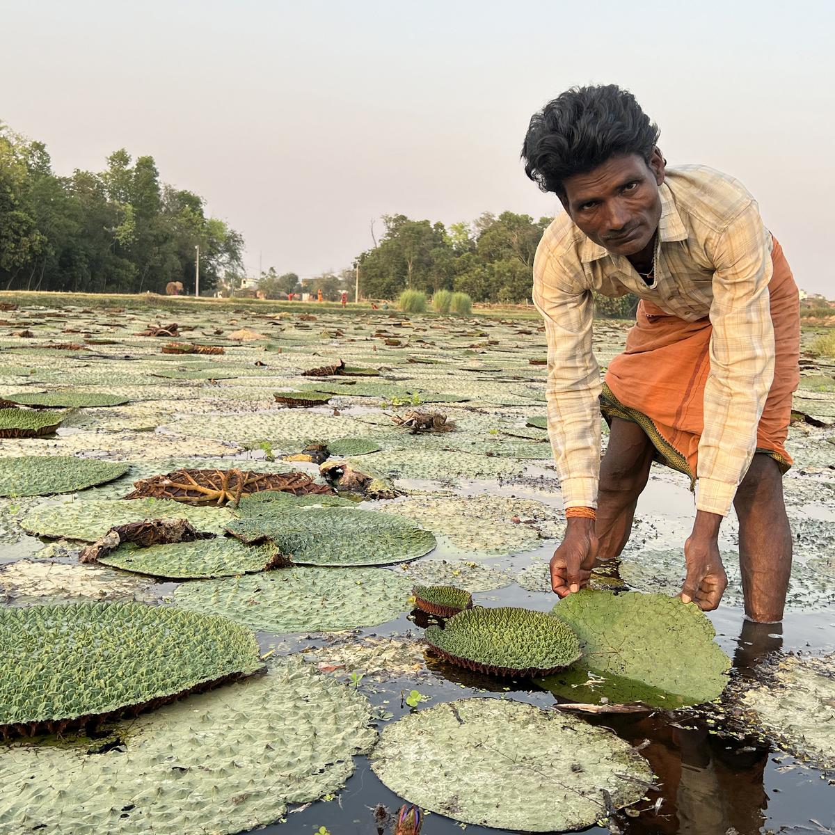 Innovative Techniques Transform Makhana Farming, Boosting Profits for Bihar's Farmers