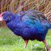 New Zealand’s Native Birds Face Threat from New Strain of Bird Flu Prompting Urgent Vaccination Trials