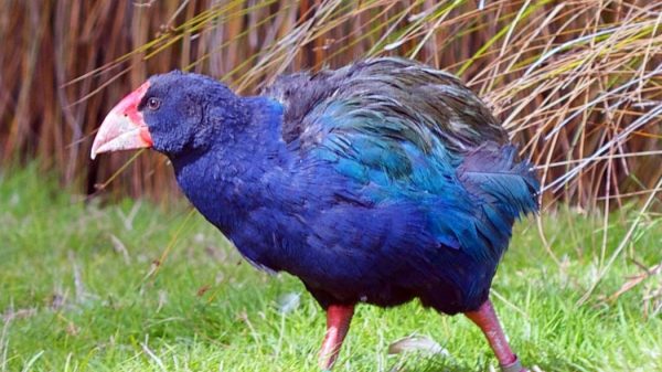 New Zealand’s Native Birds Face Threat from New Strain of Bird Flu Prompting Urgent Vaccination Trials