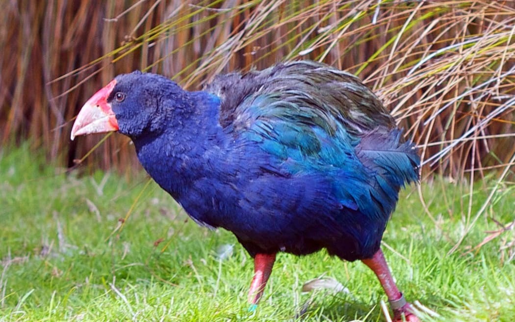 New Zealand’s Native Birds Face Threat from New Strain of Bird Flu Prompting Urgent Vaccination Trials