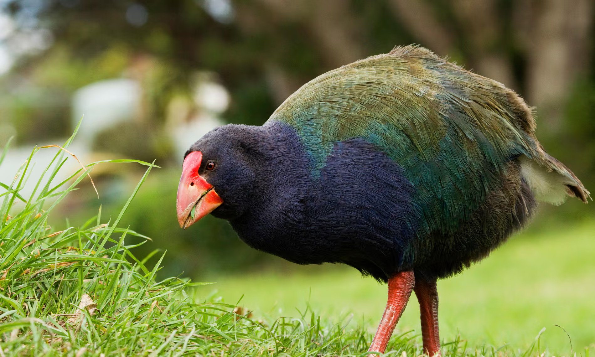 New Zealand’s Native Birds Face Threat from New Strain of Bird Flu Prompting Urgent Vaccination Trials