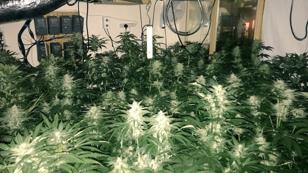 UK Police Combat Growing Trend of Cannabis Farms in Empty High Street Properties