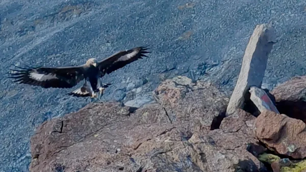 Norwegian Golden Eagle Euthanized After Unprecedented Attacks on Toddler and Hikers