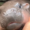 Baby Pygmy Hippo Moo Deng Charms Fans with Cuteness and Sass, Raising Conservation Awareness