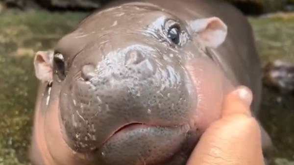 Baby Pygmy Hippo Moo Deng Charms Fans with Cuteness and Sass, Raising Conservation Awareness