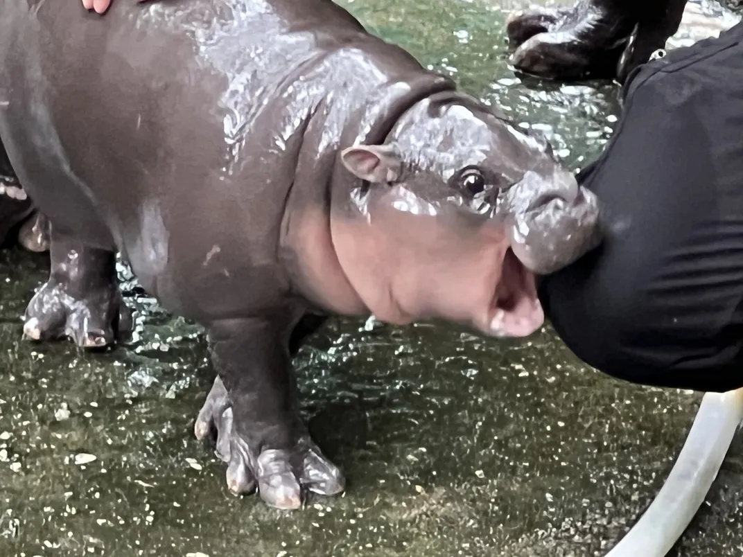 Baby Pygmy Hippo Moo Deng Charms Fans with Cuteness and Sass, Raising Conservation Awareness