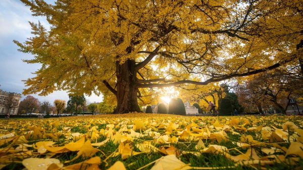 Over a Third of Global Tree Species Face Extinction, Undermining Ecosystems and Biodiversity