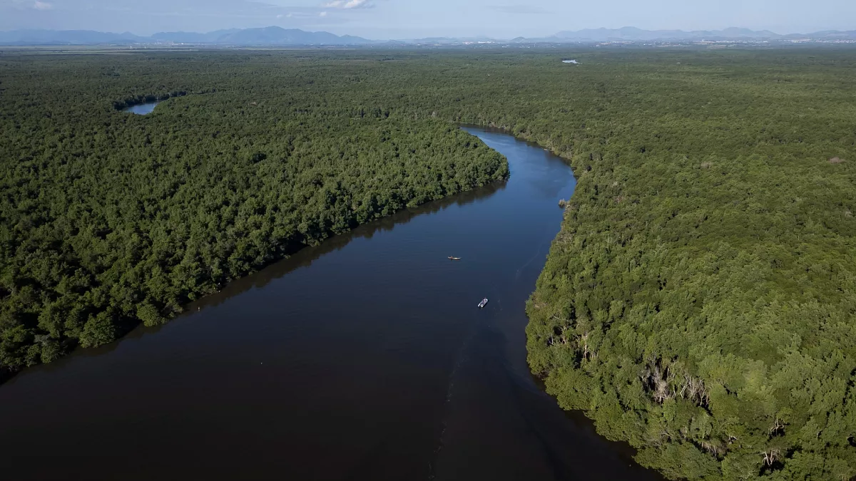 Over a Third of Global Tree Species Face Extinction, Undermining Ecosystems and Biodiversity